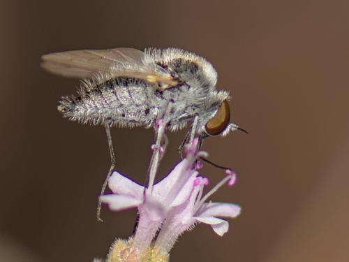 Geron sp.